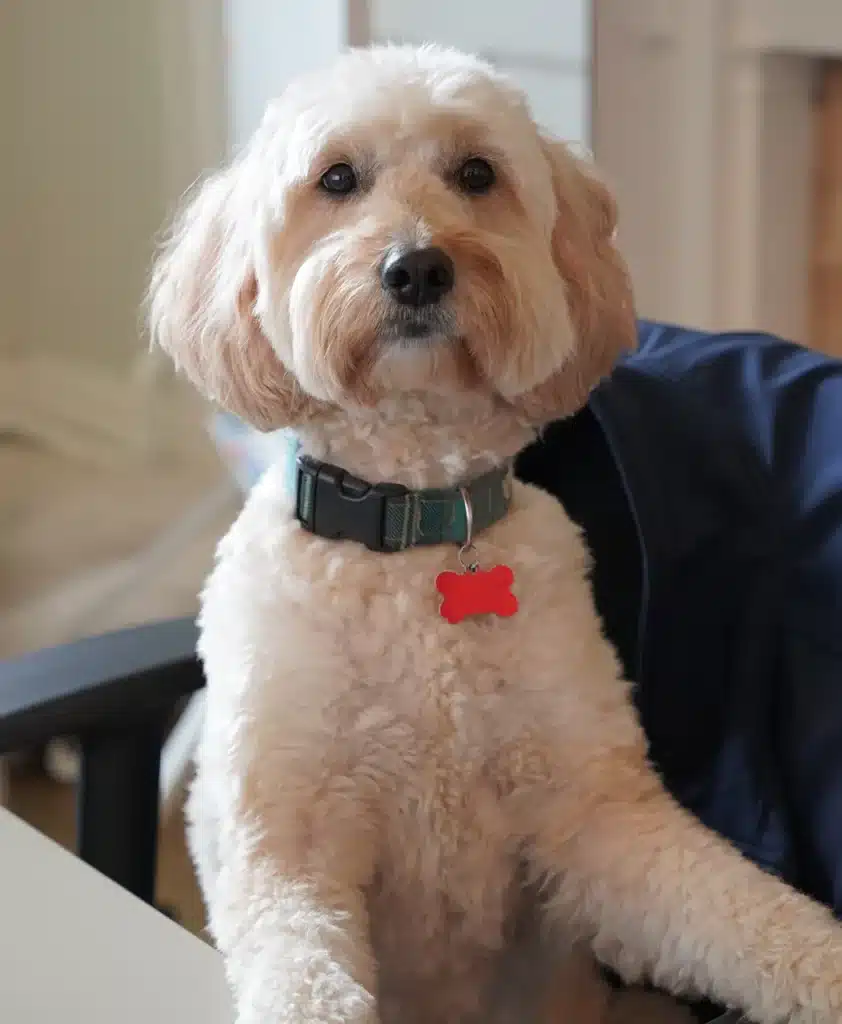 Boonnie, a goldendoodle sitting in an office chair looking into the camera.